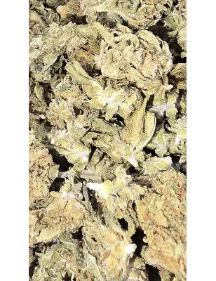 Gaiabis – Special Sauce Small Buds Ibride Greenhouse