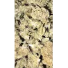 Gaiabis – Special Sauce Small Buds Hybrids Greenhouse
