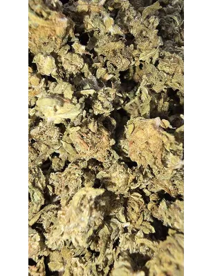 Gaiabis – Special Sauce Small Buds Hybrids Greenhouse