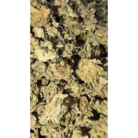 Gaiabis – Special Sauce Small Buds Hybrids Greenhouse 50g