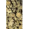 Gaiabis – Special Sauce Small Buds Hybrids Greenhouse