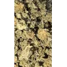 Gaiabis – Special Sauce Small Buds Hybrides Greenhouse