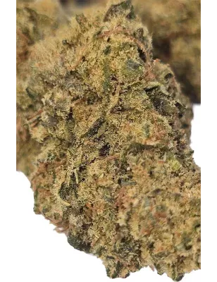 Gaiabis – Frozty Fleurs de CBD Indoor Échantillon 0.5 g