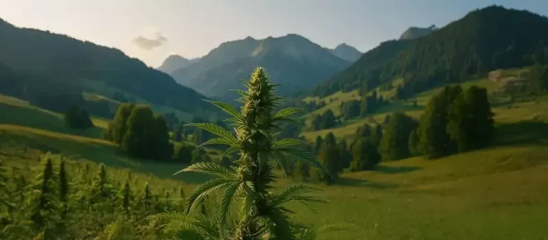 CBD en Suisse : tout ce qu’il faut savoir