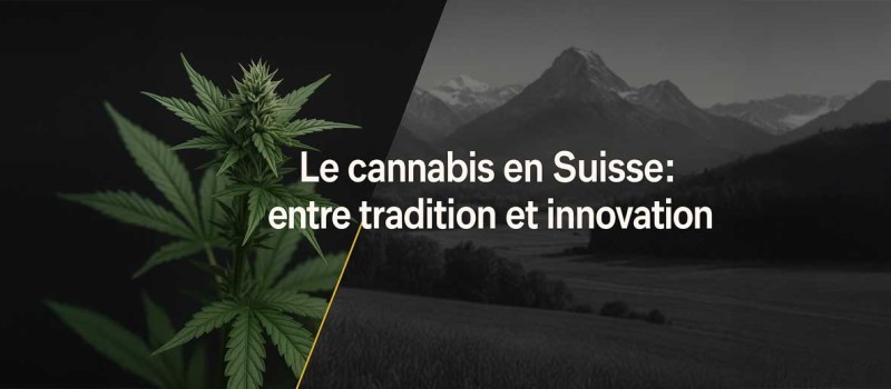 Le cannabis en Suisse : entre tradition et innovation