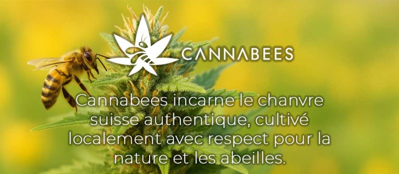 Cannabees : le chanvre suisse dans sa forme la plus pure