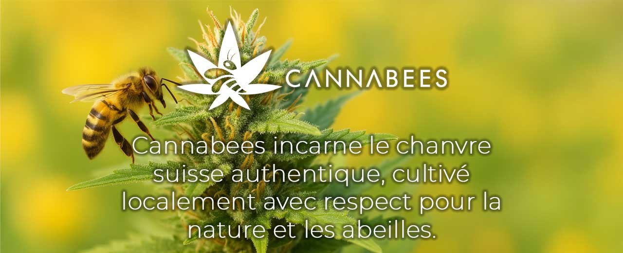 Cannabees : le chanvre suisse dans sa forme la plus pure