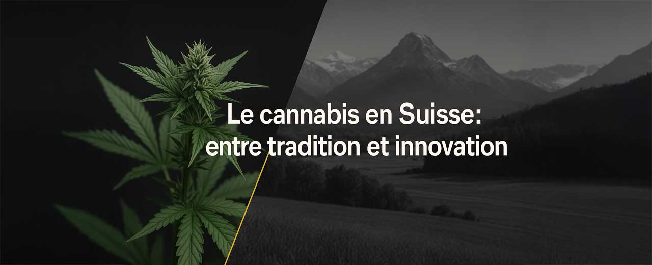 Cannabis in der Schweiz: zwischen Tradition und Innovation