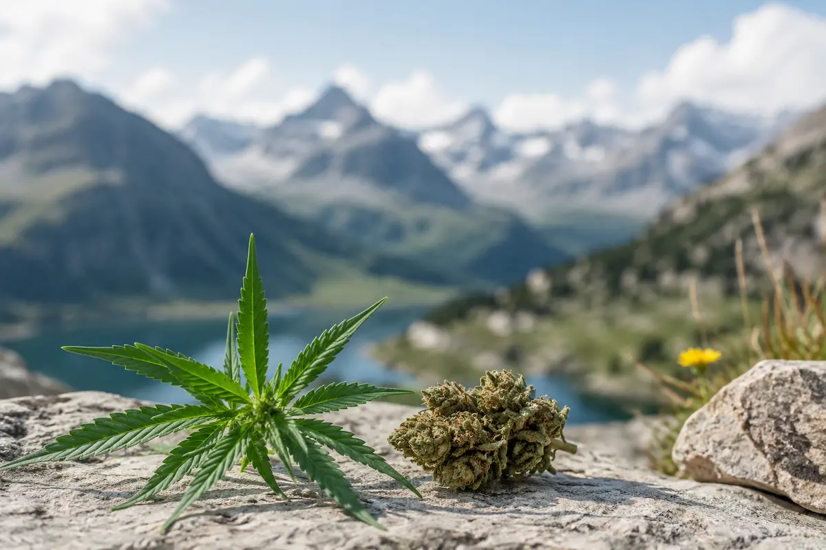 CBD en Suisse : comprendre la loi, les produits et les critères de choix