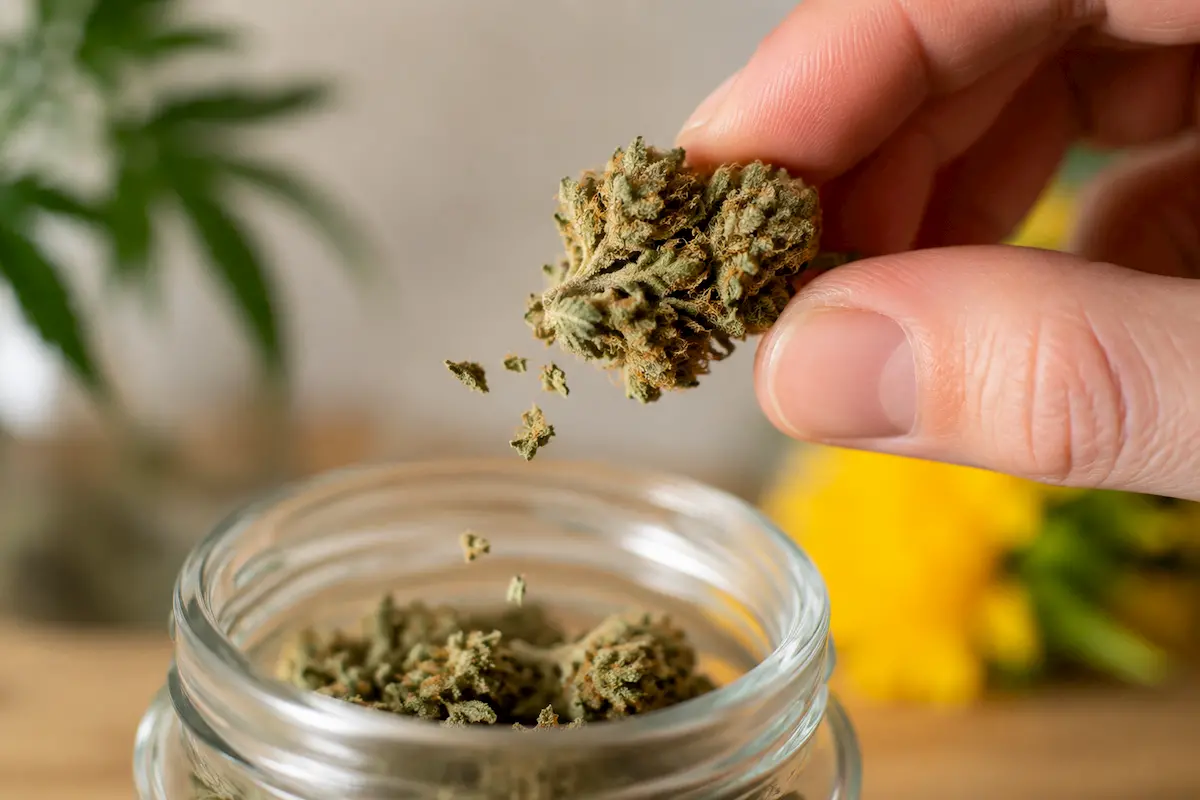Wie erkennen und lagern Sie zu trockene CBD-Blüten?