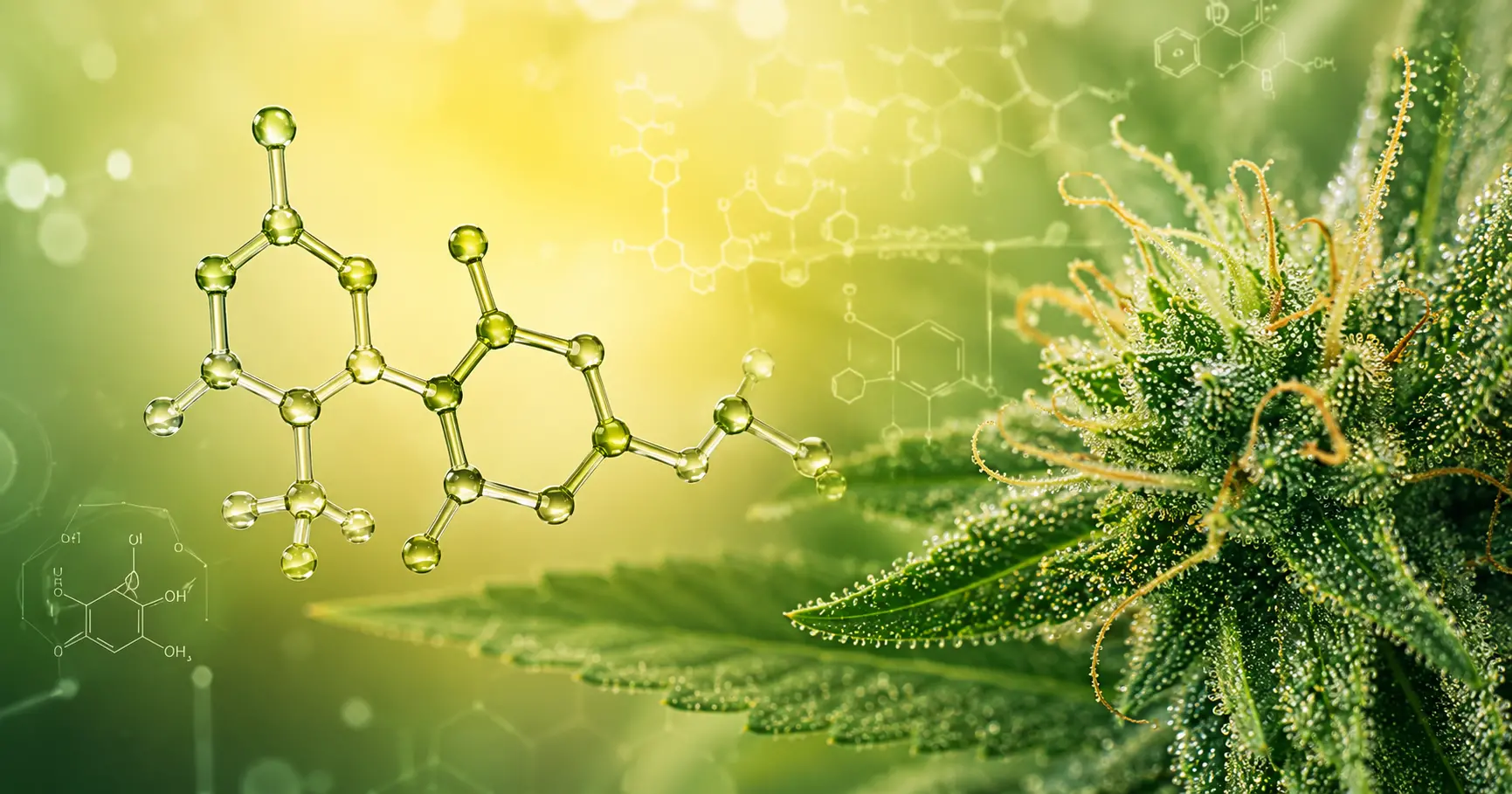 Cannabinoïde