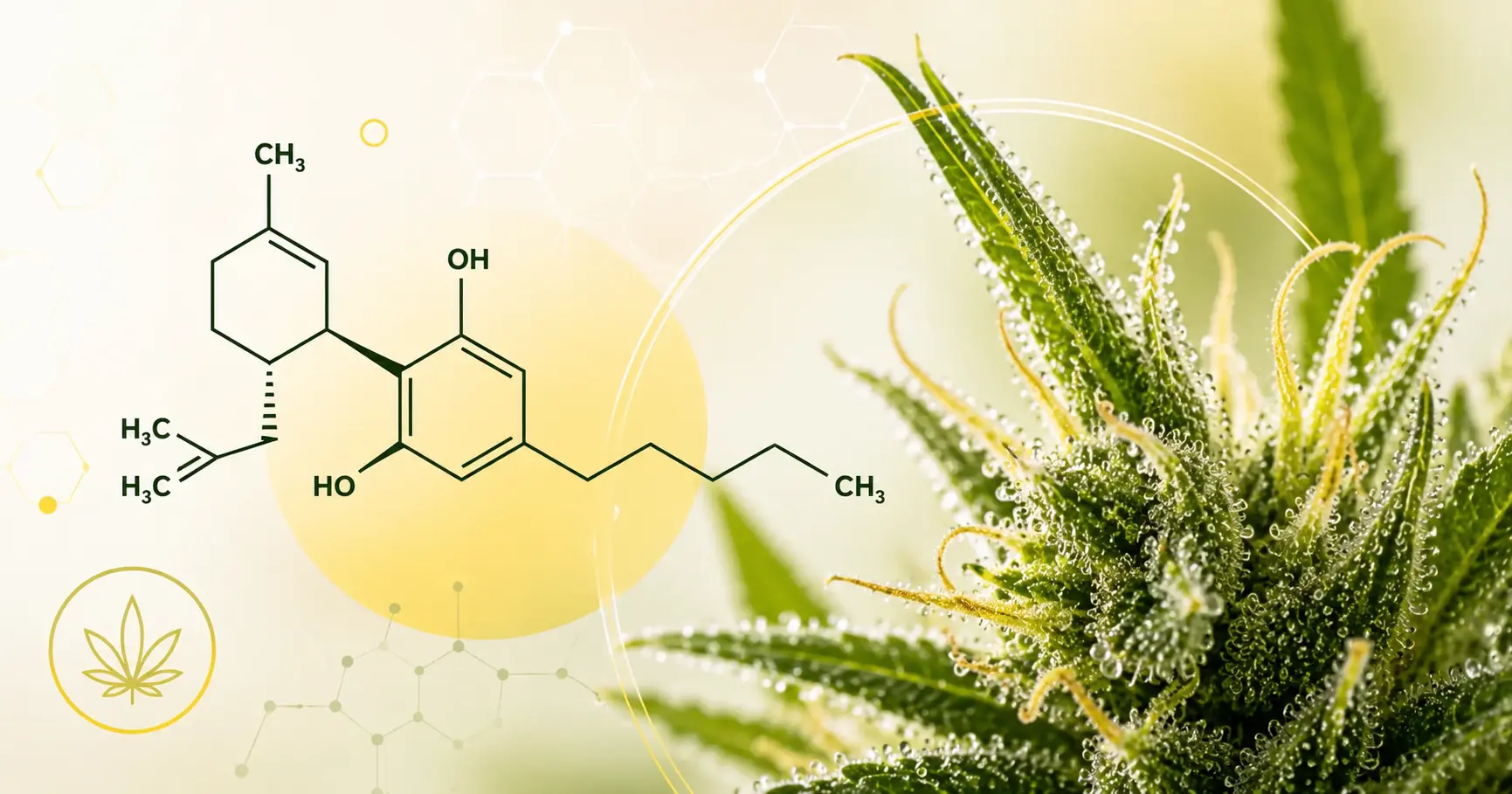 CBD