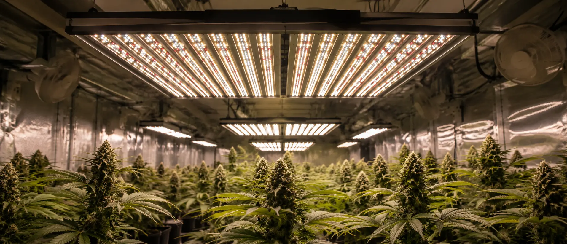 LED horticole