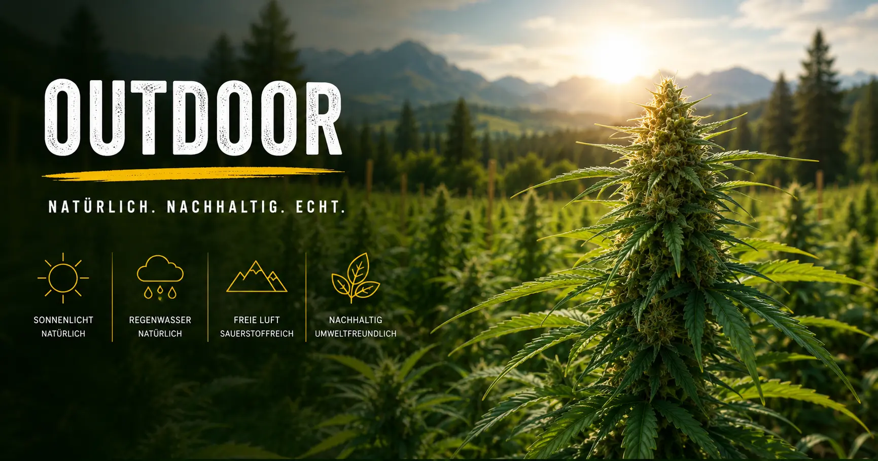 Outdoor